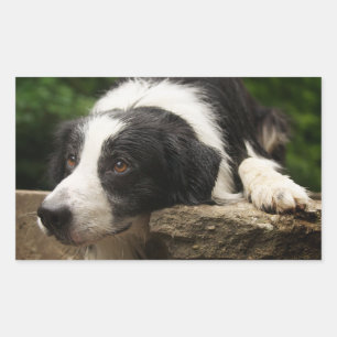 Schwarz-Weiß Border Collie Welpen Hund Aufkleber