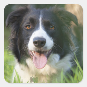 Schwarz-Weiß Border Collie Welpen-Hund-Aufkleber Quadratischer Aufkleber