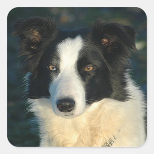 Schwarz-Weiß Border Collie Welpen-Hund-Aufkleber Quadratischer Aufkleber
