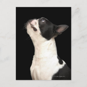 Schwarz-Weiß Boston Terrier blickt nach oben Postkarte