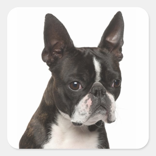 Schwarz-Weiß Boston Terrier Welpenhundekleber Quadratischer Aufkleber (Vorderseite)
