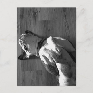 Schwarz-Weiß-Boxer-Liebe Postkarte