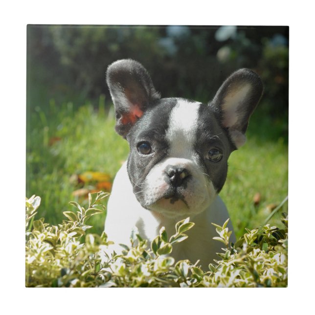 Schwarz-Weiß-Bull-Hunde-Welpe Fliese (Vorderseite)