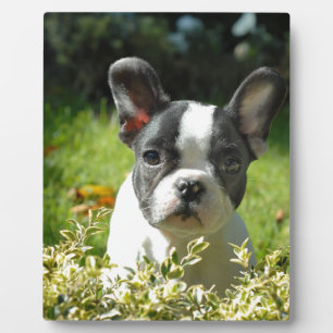 Schwarz-Weiß-Bull-Hunde-Welpe Fotoplatte
