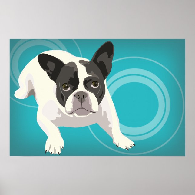 Schwarz-Weiß-Bulldogge auf blauem Hintergrund Poster (Vorne)