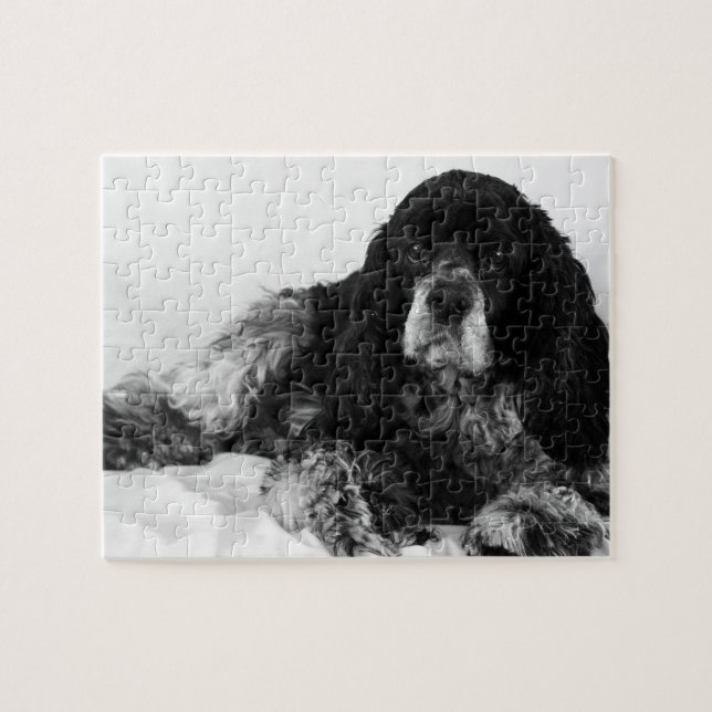 Schwarz-Weiß-Cocker-Foto Puzzle (Horizontal)