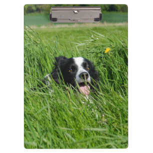 Schwarz-Weiß-Collie im Gras Klemmbrett