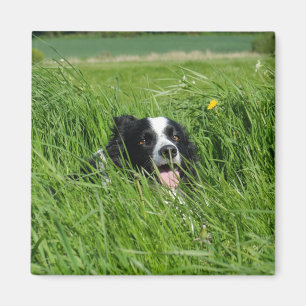 Schwarz-Weiß-Collie im Gras Magnet