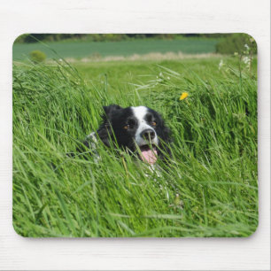 Schwarz-Weiß-Collie im Gras Mousepad