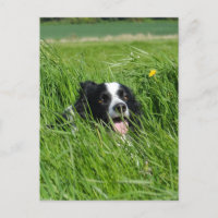 Schwarz-Weiß-Collie im Gras