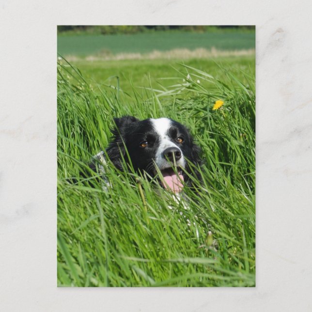 Schwarz-Weiß-Collie im Gras Postkarte (Vorderseite)