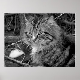 Schwarz-Weiß-Coon-Katze-Portrait-Poster Poster