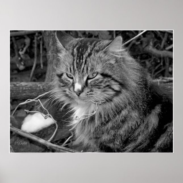 Schwarz-Weiß-Coon-Katze-Portrait-Poster Poster (Vorne)