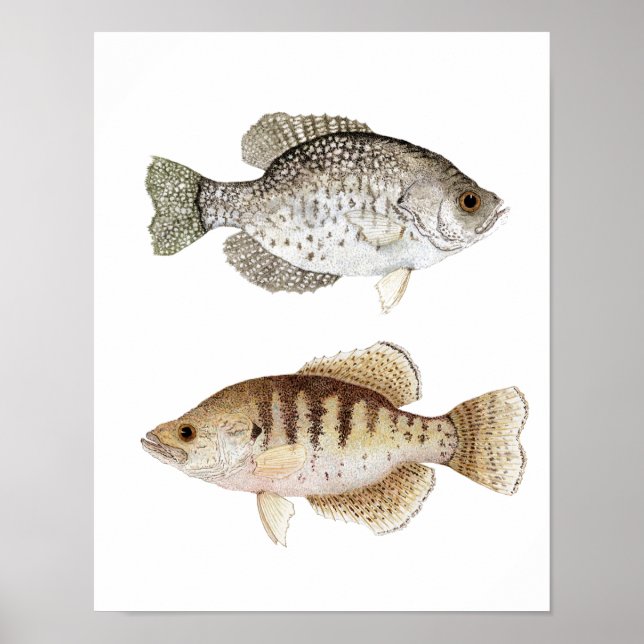 Schwarz-Weiß-Crappie Poster (Vorne)
