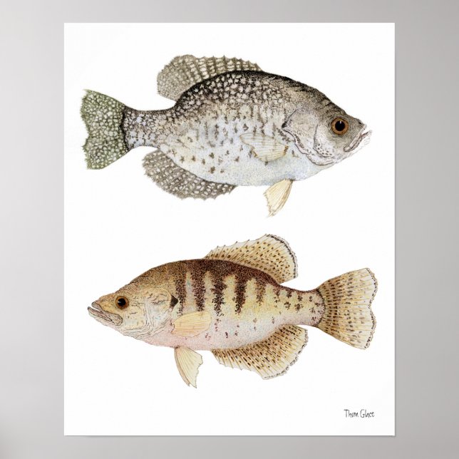 Schwarz-Weiß-Crappies Poster (Vorne)