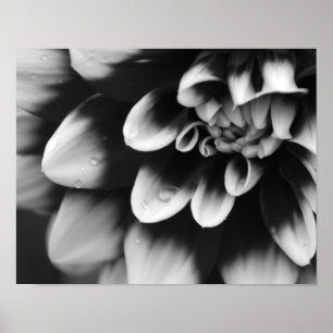 Schwarz-Weiß-Dahlia-Blossom Poster