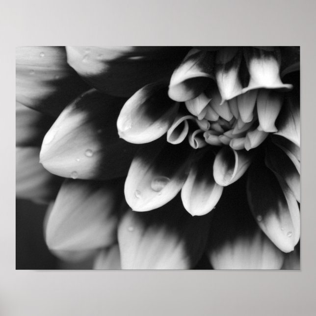 Schwarz-Weiß-Dahlia-Blossom Poster (Vorne)