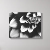 Schwarz-Weiß-Dahlia-Blume Blossom