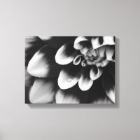 Schwarz-Weiß-Dahlia-Blume Blossom