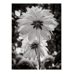 Schwarz-Weiß-Dahlia-Blume Poster