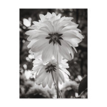 Schwarz-Weiß-Dahlias Kunstfotografie
