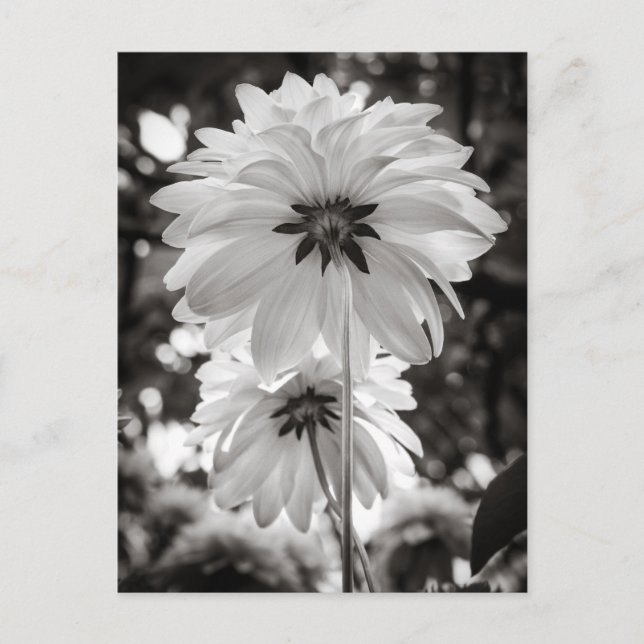 Schwarz-Weiß-Dahlias Kunstfotografie Postkarte (Vorderseite)