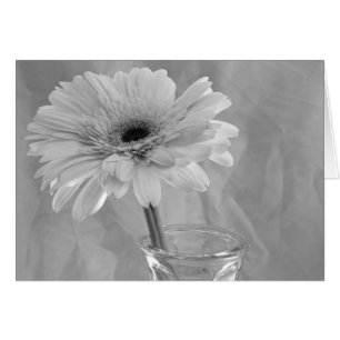 Schwarz-Weiß-Daisy-Blume