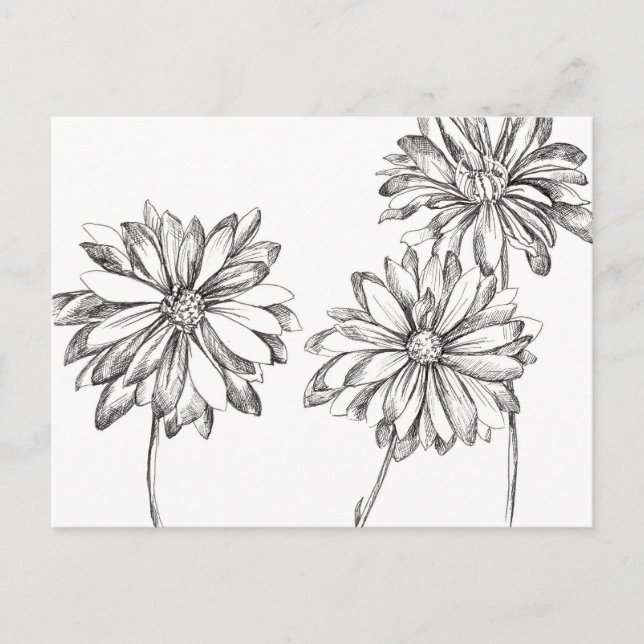 Schwarz-weiß Daisy Blume Bouquet Zeichnend Postkarte (Vorderseite)