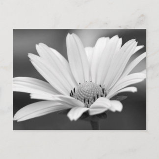 Schwarz-weiß Daisy Zazzle Postkarten