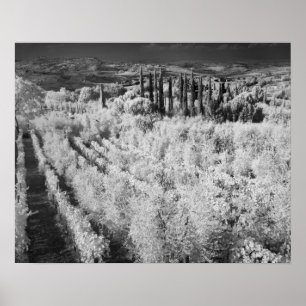 Schwarz/Weiß der Weinberge, Montepulciano, Italien Poster