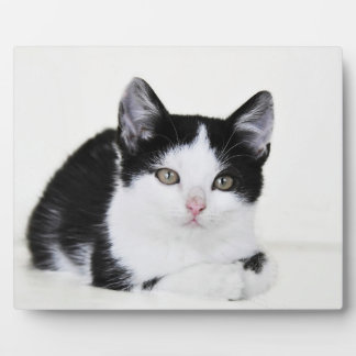 Schwarz-weiß durchdachte Kitten Foto Plaques Fotoplatte
