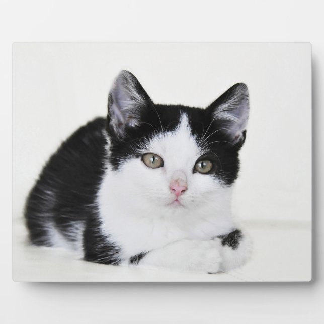 Schwarz-weiß durchdachte Kitten Foto Plaques Fotoplatte (Vorderseite)