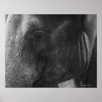 Schwarz-Weiß-Elefant-Portrait