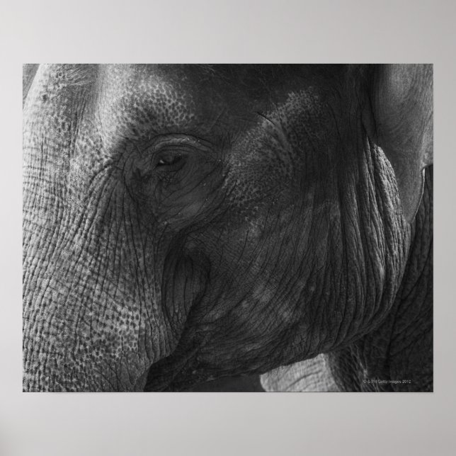 Schwarz-Weiß-Elefant-Portrait Poster (Vorne)
