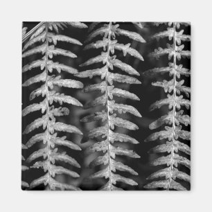 Schwarz-Weiß-Fern-Blätter-Magnet Magnet