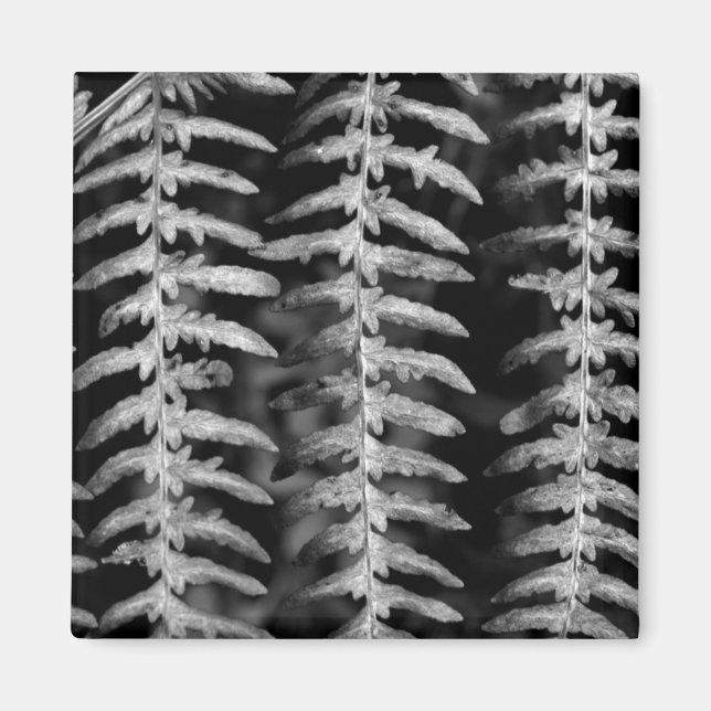 Schwarz-Weiß-Fern-Blätter-Magnet Magnet (Vorne)