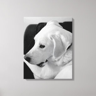 Schwarz-Weiß-Foto des schönen Weißen Hundes Leinwanddruck