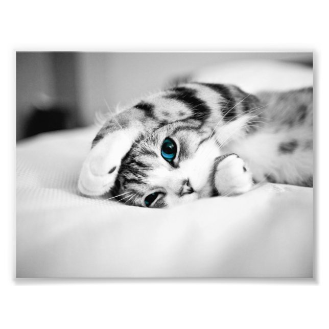 Schwarz-Weiß-Foto einer Katze Fotodruck (Vorne)