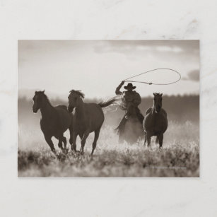 Schwarz-Weiß-Foto eines Cowboy Lassoing Horses Postkarte