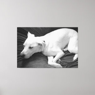 Schwarz-Weiß-Foto eines schönen Hundes beim Schlaf Leinwanddruck
