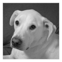 Schwarz-Weiß-Foto eines wunderschönen, seelenvolle