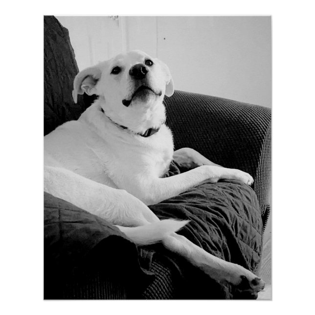 Schwarz-Weiß-Foto für den Hundedruck Poster (Vorderseite)