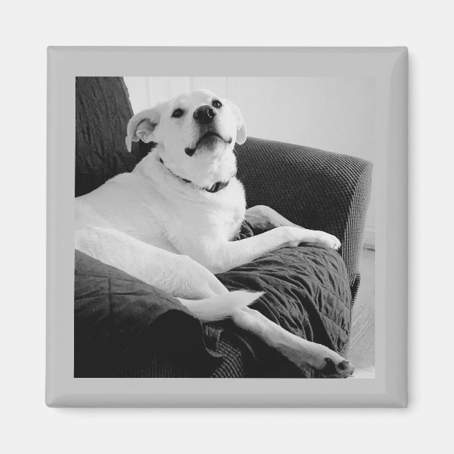 Schwarz-Weiß-Foto, Hunde grau zu sprechen Magnet (Vorne)