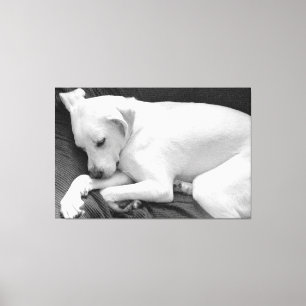 Schwarz-Weiß-Foto von süßem Hund, der schläft Leinwanddruck