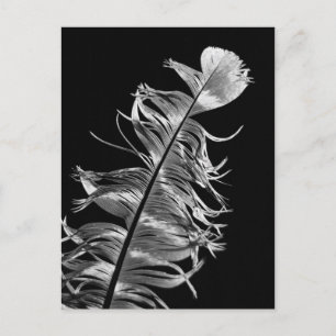 Schwarz-Weiß-Fotografie-Federn Kunst Postkarte