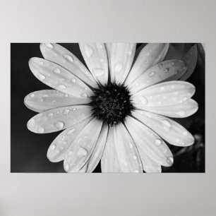 Schwarz-Weiß-Fotografie von African Daisy Poster