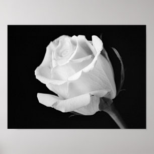 Schwarz-Weiß-Fotografien in weißer Rose Poster