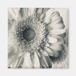 Schwarz-weiß Gänseblümchen-Foto Magnet