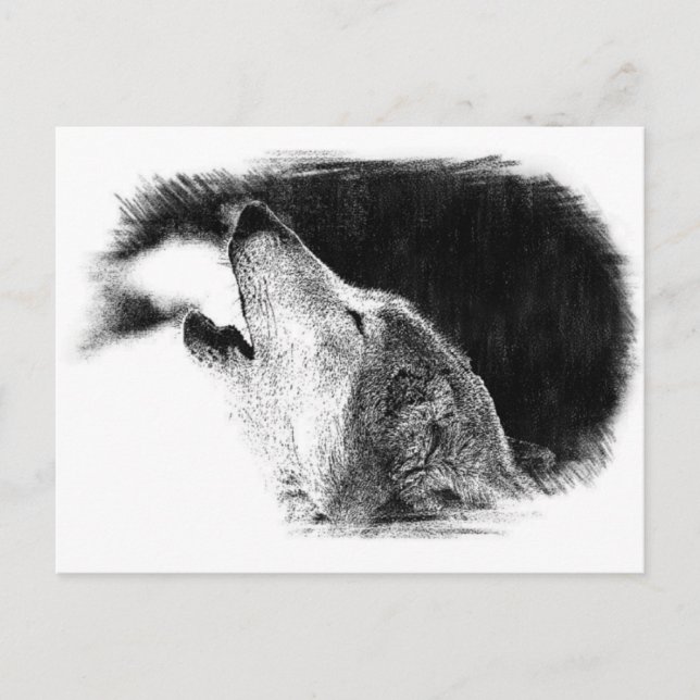 Schwarz-Weiß-Grau-Wolf-Sketch Postkarte (Vorderseite)