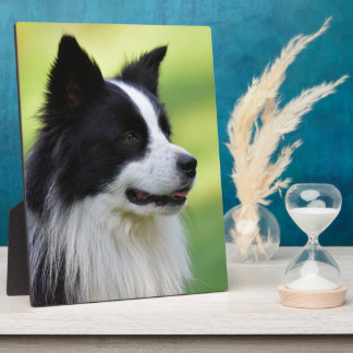 Schwarz-Weiß-Grenz-Hund Fotoplatte